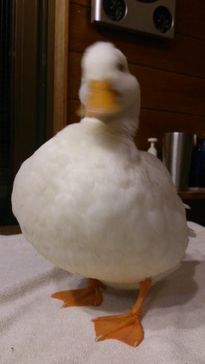@nore5pc_duck on Twitter.jpg